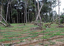 Kon Tum kiểm tra thông tin về dự án vườn sâm Ngọc Linh