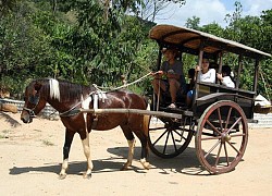 Người đàn ông và cỗ xe &quot;ngựa máy&quot; gây sốt MXH thời &quot;bão giá&quot;: Nhìn rất hiện đại nhưng lại không tốn xăng, chỉ... tốn cơm!