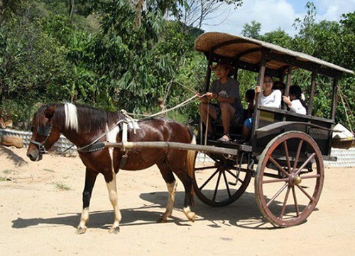 Người đàn ông và cỗ xe "ngựa máy" gây sốt MXH thời "bão giá": Nhìn rất hiện đại nhưng lại không tốn xăng, chỉ... tốn cơm!