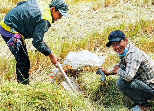 Người cầm gậy, kẻ cầm rập í ới kéo nhau đi bắt loài "gà đồng", thui rơm ăn ngay ruộng ở Cà Mau