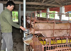 Người chăn nuôi "ngấm đòn" do giá thức ăn chăn nuôi tăng "dựng đứng", hơn 1 năm tăng đến 10 lần