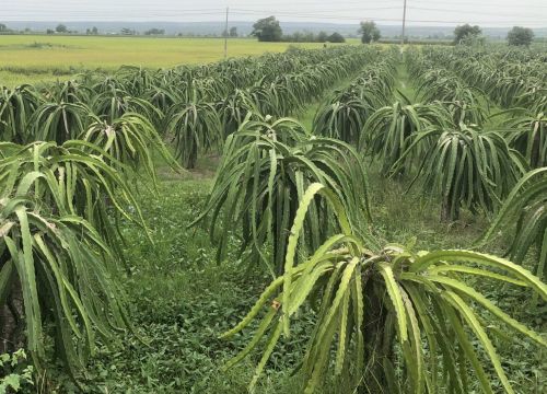 Quá ngán ngẩm vì giá thanh long, nông dân Bình Thuận đã bỏ 1.500ha thanh long chuyển sang trồng cây khác