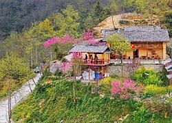 Mùa hoa đào nở muộn ở cao nguyên đá Hà Giang