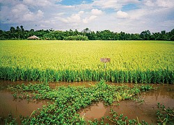 Vĩnh Long phát triển dài hạn nông nghiệp hữu cơ