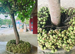 "Cây thần" cả xóm ăn không hết, tưởng là "ăn sung cho sướng" nhưng ai cũng ngã ngửa khi biết sự thật