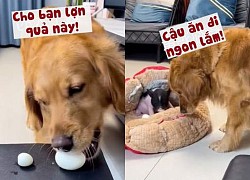 Chú chó biết nhường miếng ngon cho lợn con