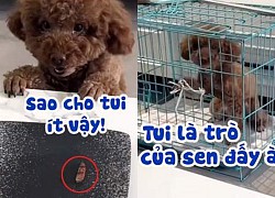 Chú chó nổi quạu đóng cửa chuồng khi bị sen troll