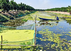 Đào ao nuôi ốc đặc sản, trên bờ trồng mít Thái, ông nông dân Long An khá giả lên trông thấy