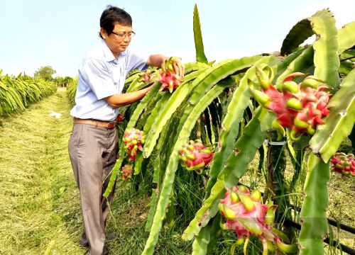 Giá cước vận chuyển thanh long sang Trung Quốc tăng gấp 3, hàng chẳng may dính Covid phải hủy, doanh nghiệp bán đất trả nợ