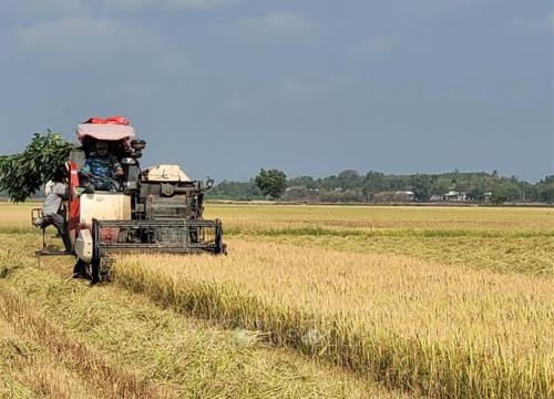 Giá lúa vụ Đông Xuân giảm mạnh, nông dân khó có lãi