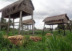 Làm 5 cái chòi cao, nuôi loài thú bay đêm, chả phải cho ăn, anh nông dân Tiền Giang kiếm 500 ngàn/ngày