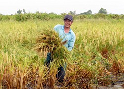 Nuôi tôm trong ruộng lúa, bắt tay với doanh nghiệp làm đâu ra đấy, nông dân xã này ở Cà Mau giàu lên trông thấy