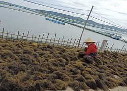 Phú Yên: Có 1 loại rau không cần trồng, rủ nhau đi vớt hàng tạ về phơi, có nhà thu tiền triệu/ngày