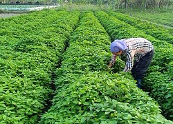 Ruộng trồng mấy thứ rau thơm khắp đồng, ai ngờ nông dân này ở Bắc Giang thu nhiều tiền hơn gấp mấy lần cấy lúa