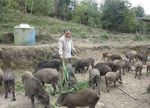 Thả trăm con lợn đen trũi trên đất đồi, tha hồ ăn cỏ voi, dây khoai, chủ trại không có đủ lợn để bán