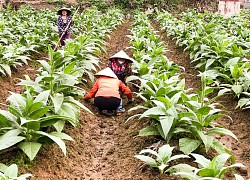 Trồng cây 'cay đắng' cho thu nhập tiền triệu