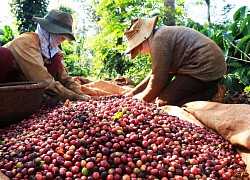 3 triệu bao cà phê toàn cầu nguy cơ khó tiêu thụ do Nga - Ukraine đang nắm giữ một lực lượng quan trọng?