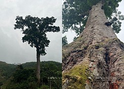 "Báu vật" lim xanh cổ thụ nghìn năm tuổi và những cây chuyện ly kỳ xảy ra với "cụ" lim này