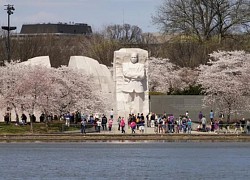 Cảnh sắc hoa anh đào nở rộ ở Thủ đô Washington, Mỹ