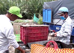 Giá cá tra nguyên liệu xuất khẩu tăng nóng, làng cá tra Sài thành đứng ngoài cuộc chơi, vì sao?