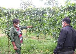 Gia Lai: Giá chanh dây tăng cao nhất từ đầu năm, quả to quả nhỏ đều bán được hết, nhiều hộ lãi lớn