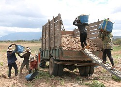 Giá mì đã nhích lên, Ninh Thuận tham vọng xây dựng vùng nguyên liệu mì trên 5.000ha