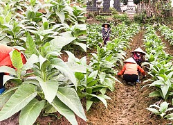 Không tưởng ở Thái Bình: Trồng loài cây có tên "cay đắng" nhưng lại cho thành quả ngọt ngào