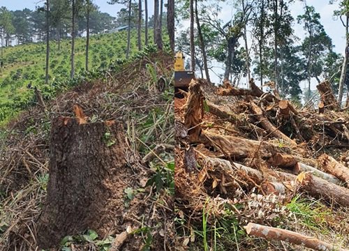 Lâm Đồng: Rừng bị triệt hạ, san gạt đất trái phép