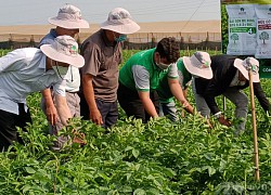 Lâm Đồng: Trồng khoai tây cho "ăn" phân bón hữu cơ, nhổ lên xem thử nhà nông bất ngờ vì nhiều củ