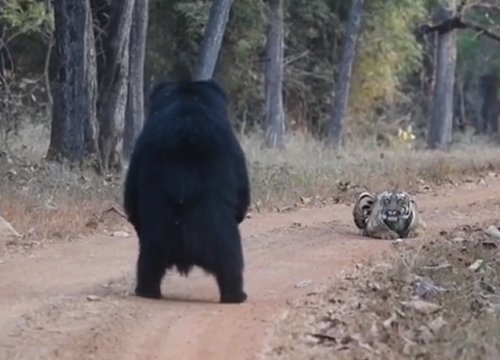 Mãnh hổ đụng độ gấu dữ giữa đường, điều gì sẽ xảy ra sau đó?