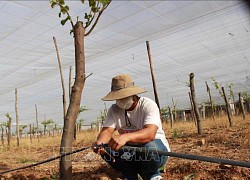 Nông dân Khánh Hòa tập trung xây dựng mô hình nông nghiệp bền vững, an toàn