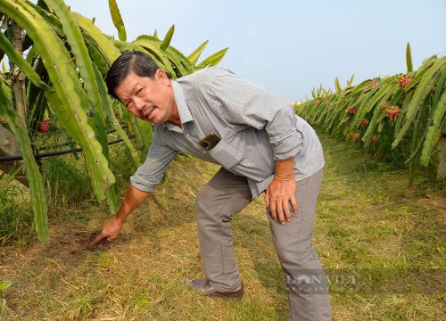 Cho thanh long "ăn" vỏ loại cây có mùi thơm nức, không ngờ anh nông dân không tốn tiền mua phân mà thu tiền tỷ