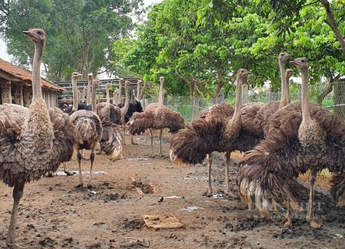 Có gì bất ngờ bên trong trang trại nuôi chim khổng lồ chạy nhanh như gió lớn nhất tỉnh Thanh Hóa?