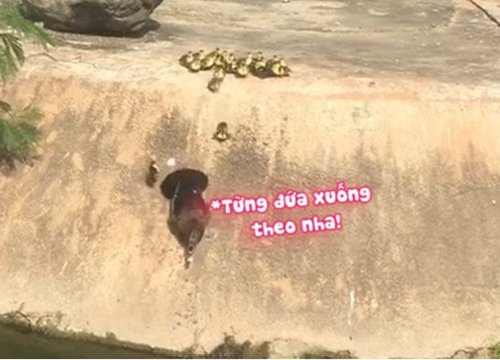 Đàn vịt con 'nhào lộn' theo mẹ xuống hồ