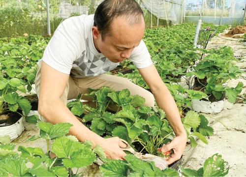 Trồng loại cây thấp lùn, lá trông như rau má, ra quả đỏ như trái mận, anh nông dân TP Huế hái không kịp bán