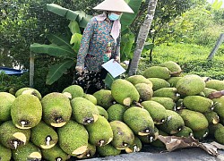 Giá mít Thái hôm nay 25/3: Giá mít Thái quá tệ, hàng loạt nhà vườn trồng mít ĐBSCL đối mặt nguy cơ thua lỗ