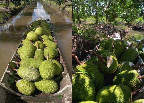 Giá mít Thái hôm nay 26/3: Vựa rục rịch giảm giá, cách nhận biết trái mít đạt màu, cắt bán làm mít Kem