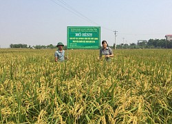 Hà Nội sẽ giảm hơn 25.000ha đất lúa, nhiều nơi chuyển sang trồng hoa, rau trái là &#8220;ngon ăn&#8221;