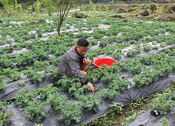 Lào Cai: Trồng loại rau lạ đến từ phương Tây, lá xoăn tít, hái đến đâu có thương lái tới mua tận ruộng