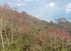 Loài cây gì đang nở hoa đỏ núi đồi, ở nơi này của Tuyên Quang đưa khách du lịch lên ngắm, chụp ảnh?