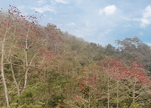 Loài cây gì đang nở hoa đỏ núi đồi, ở nơi này của Tuyên Quang đưa khách du lịch lên ngắm, chụp ảnh?