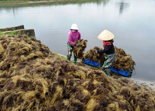 "Lộc trời" nông dân Quảng Trị vớt lên từ ao nuôi cá dìa, nuôi cá đối là thứ gì mà hễ bán là lãi?