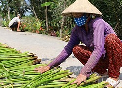 Nghề đan lục bình giúp nông dân Bạc Liêu cải thiện cuộc sống