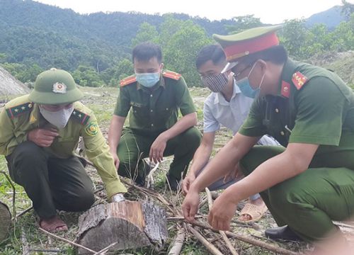 Nguyên Chủ tịch Ủy ban MTTQ xã và đồng phạm lãnh án tù vì phá rừng