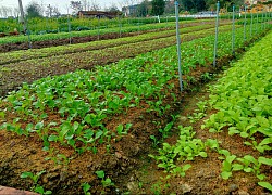 Nông dân Phú Thọ chia sẻ bí quyết chăm sóc rau an toàn khép kín, năng suất cao