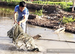 Tải app này, sáng tinh mơ mờ mắt, điện thoại đã tinh tinh báo giá tôm