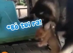 Trò nhây &#039;ghẹo trẻ con&#039; của chó husky to xác