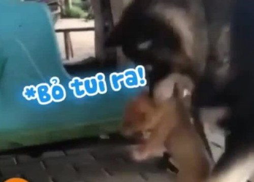 Trò nhây 'ghẹo trẻ con' của chó husky to xác