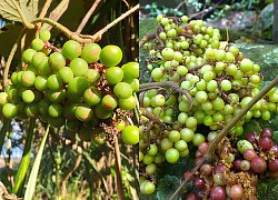 Vùng đất này ở Cao Bằng, tới mùa dân chui vô rừng hái thứ trái dại thơm phưng phức, bao nhiêu cũng bán hết