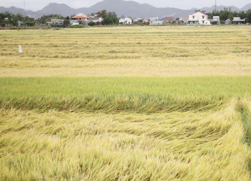 Bình Định: Lúa ngã rạp chưa kịp gặt, lại sắp có thêm đợt mưa gió bất thường